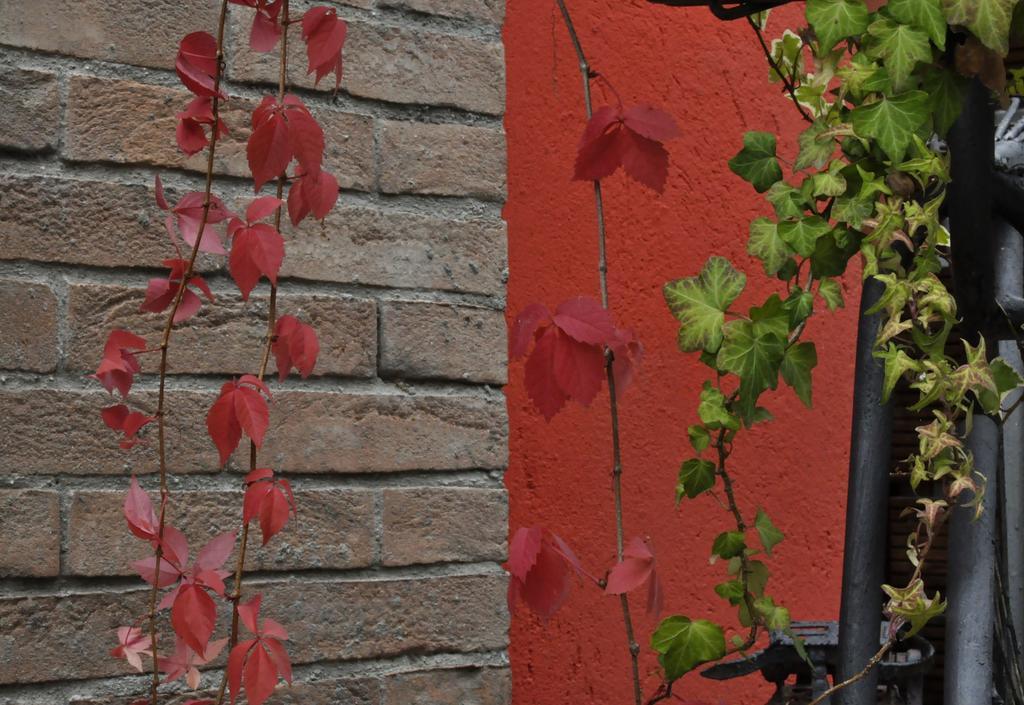 B&B Edera Castagnole Piemonte Exteriör bild